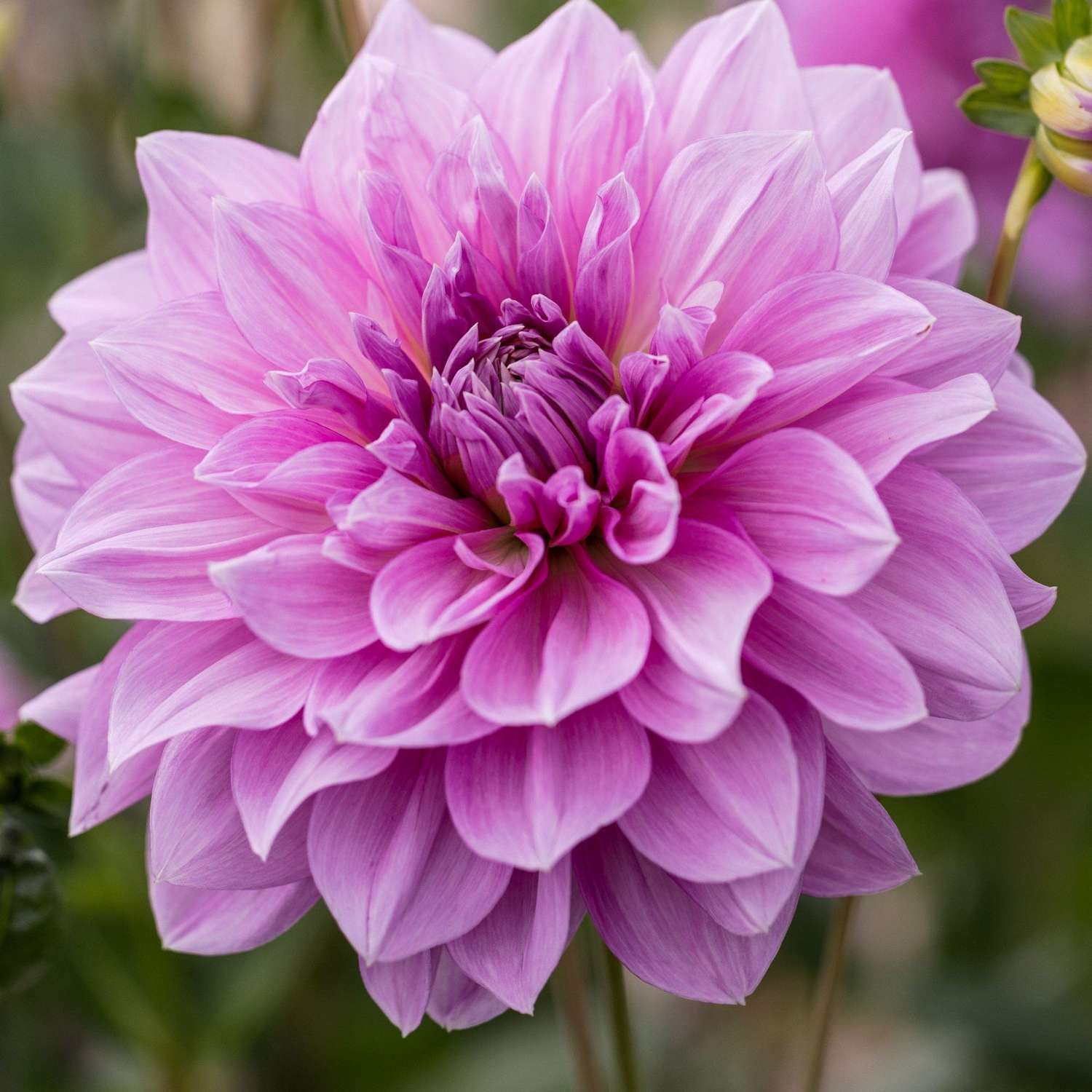 Dahlie 'Lavender Perfection'